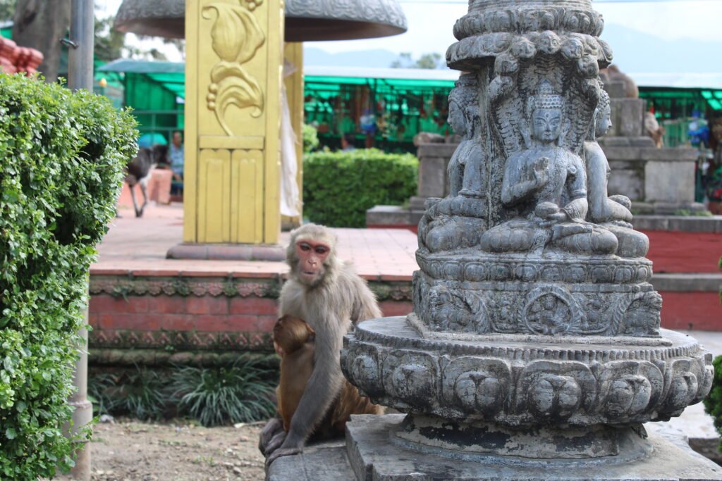 Monkey Temple - Daniela Photography
